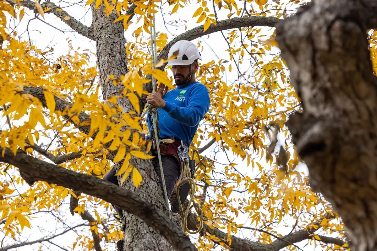 Skilled Tree Trimming crew working in Litchfield